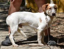 FITO, Hund, Mischlingshund in Spanien - Bild 4
