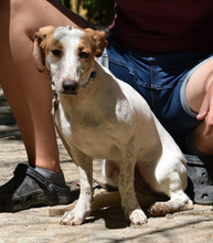 FITO, Hund, Mischlingshund in Spanien - Bild 5
