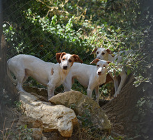 FITO, Hund, Mischlingshund in Spanien - Bild 6