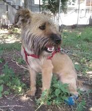 RICHIE, Hund, Mischlingshund in Bulgarien - Bild 4