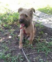 RICHIE, Hund, Mischlingshund in Bulgarien - Bild 6