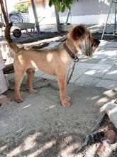RICHIE, Hund, Mischlingshund in Bulgarien - Bild 7