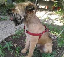 RICHIE, Hund, Mischlingshund in Bulgarien - Bild 9
