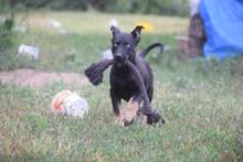 HELA, Hund, Mischlingshund in Ungarn - Bild 10