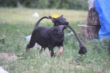HELA, Hund, Mischlingshund in Ungarn - Bild 11