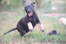 HELA, Hund, Mischlingshund in Ungarn - Bild 12