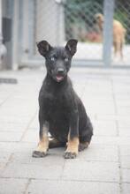 HELA, Hund, Mischlingshund in Ungarn - Bild 6