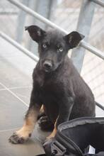 HELA, Hund, Mischlingshund in Ungarn - Bild 8