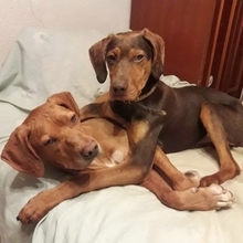 TURRON, Hund, Mischlingshund in Spanien - Bild 2