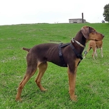 TURRON, Hund, Mischlingshund in Spanien - Bild 4
