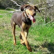 TURRON, Hund, Mischlingshund in Spanien - Bild 6
