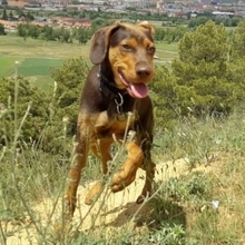 TURRON, Hund, Mischlingshund in Spanien - Bild 8