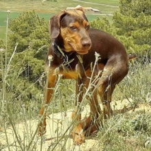TURRON, Hund, Mischlingshund in Spanien - Bild 9