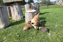 LILITH, Hund, Mischlingshund in Slowakische Republik - Bild 3