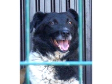 TOSCA, Hund, Mischlingshund in Bochum - Bild 5