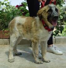VIENA, Hund, Herdenschutzhund-Mix in Spanien - Bild 1