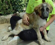 VIENA, Hund, Herdenschutzhund-Mix in Spanien - Bild 5