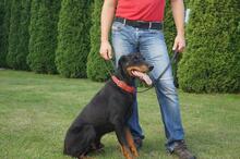 HERMANN, Hund, Dobermann in Polen - Bild 4