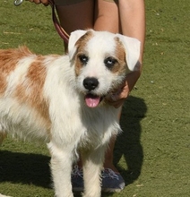 CISCO, Hund, Mischlingshund in Spanien - Bild 1