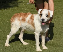 CISCO, Hund, Mischlingshund in Spanien - Bild 10