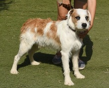 CISCO, Hund, Mischlingshund in Spanien - Bild 11