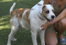 CISCO, Hund, Mischlingshund in Spanien - Bild 15