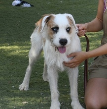 CISCO, Hund, Mischlingshund in Spanien - Bild 16