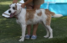 CISCO, Hund, Mischlingshund in Spanien - Bild 17