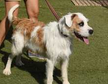 CISCO, Hund, Mischlingshund in Spanien - Bild 18