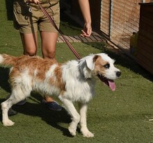 CISCO, Hund, Mischlingshund in Spanien - Bild 19