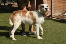 CISCO, Hund, Mischlingshund in Spanien - Bild 3
