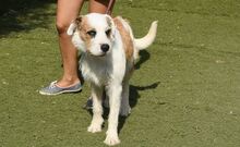 CISCO, Hund, Mischlingshund in Spanien - Bild 4
