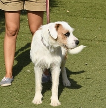 CISCO, Hund, Mischlingshund in Spanien - Bild 5