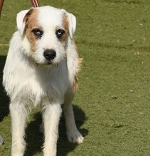 CISCO, Hund, Mischlingshund in Spanien - Bild 6