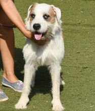 CISCO, Hund, Mischlingshund in Spanien - Bild 7