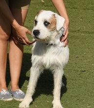 CISCO, Hund, Mischlingshund in Spanien - Bild 8