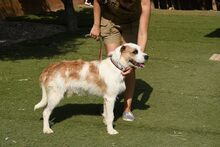 CISCO, Hund, Mischlingshund in Spanien - Bild 9