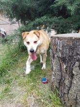 JACK, Hund, Mischlingshund in Rumänien - Bild 4