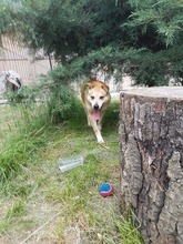 JACK, Hund, Mischlingshund in Rumänien - Bild 5