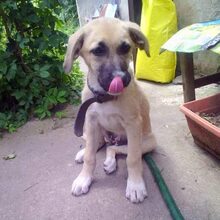 BELLA, Hund, Mischlingshund in Bulgarien - Bild 3