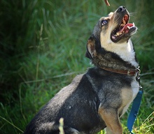 DORCIA, Hund, Mischlingshund in Polen - Bild 1