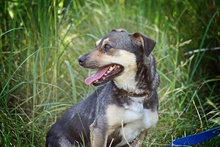 DORCIA, Hund, Mischlingshund in Polen - Bild 3