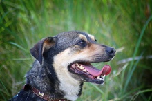 DORCIA, Hund, Mischlingshund in Polen - Bild 4