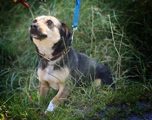 DORCIA, Hund, Mischlingshund in Polen - Bild 5