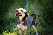 DORCIA, Hund, Mischlingshund in Polen - Bild 6