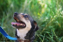 DORCIA, Hund, Mischlingshund in Polen - Bild 9