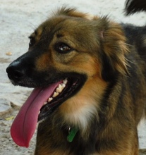 VANIA, Hund, Mischlingshund in Spanien - Bild 10