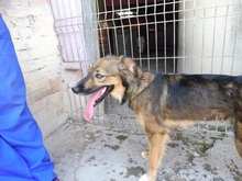VANIA, Hund, Mischlingshund in Spanien - Bild 11