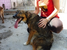 VANIA, Hund, Mischlingshund in Spanien - Bild 12