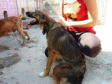 VANIA, Hund, Mischlingshund in Spanien - Bild 13